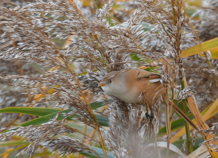 Baardman (v) ( Panurus biarmicus).