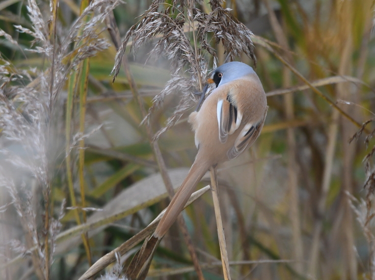 Baardman (m) ( Panurus biarmicus).
