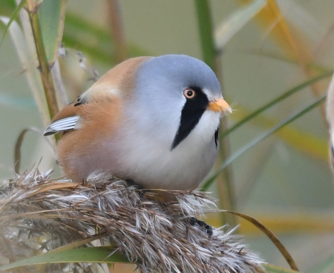 Baardman (m) ( Panurus biarmicus).