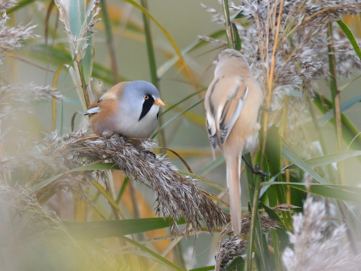 Baardman ( Panurus biarmicus).