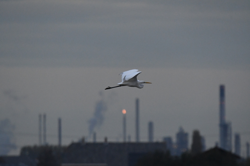 Grote zilverreiger (Ardea alba).