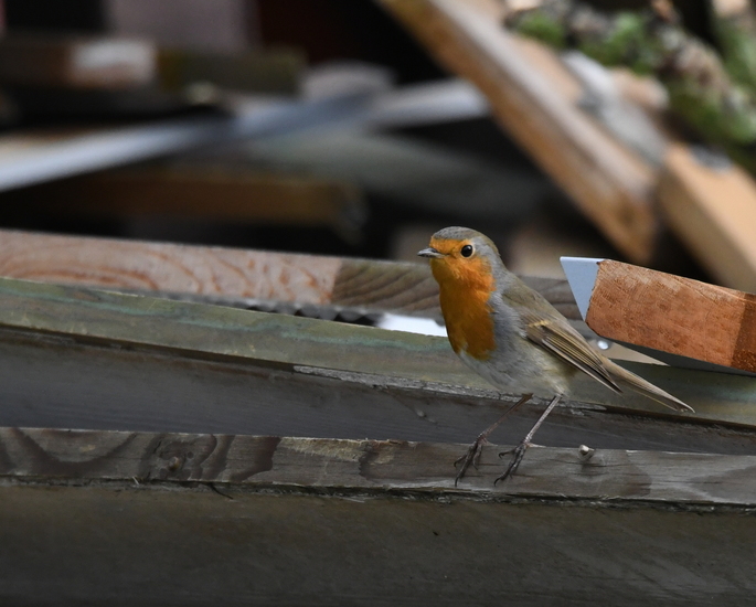 Roodborstje (Erithacus rubecula).