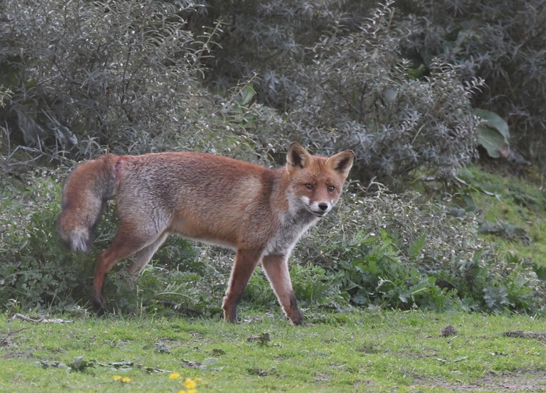Vos (Vulpes vulpes).