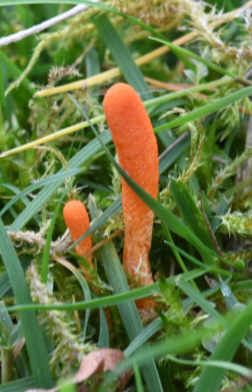 Rupsendoder (Cordyceps militaris).
