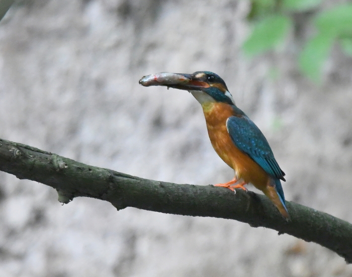 IJsvogeltje (Alcedo atthis).