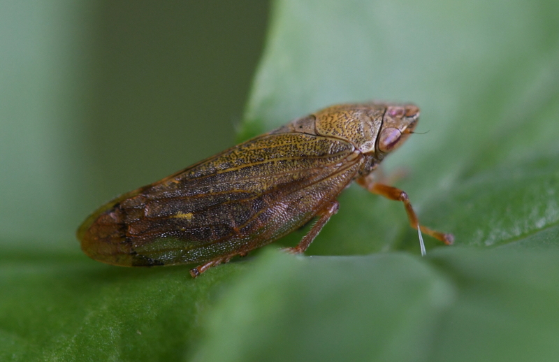 Aphrophora salicina.