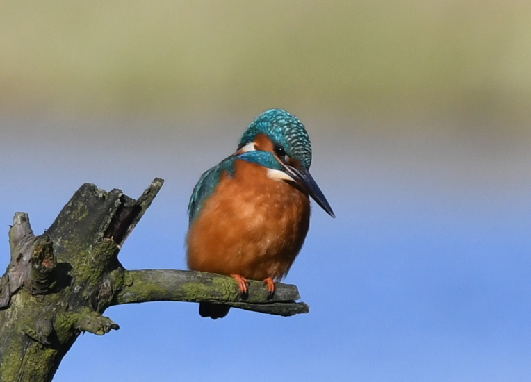 IJsvogeltje (Alcedo atthis).