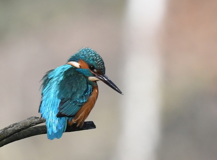 IJsvogeltje (Alcedo atthis).
