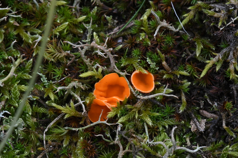 Grote oranje bekerzwam (Aleuria aurantia).