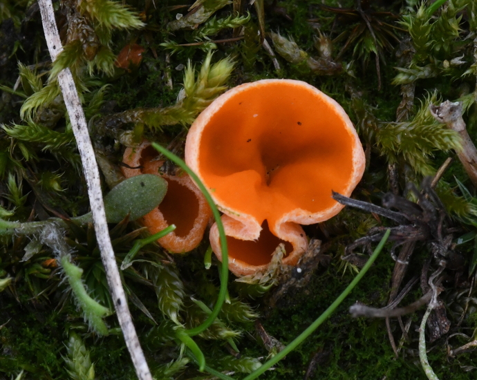 Grote oranje bekerzwam (Aleuria aurantia).