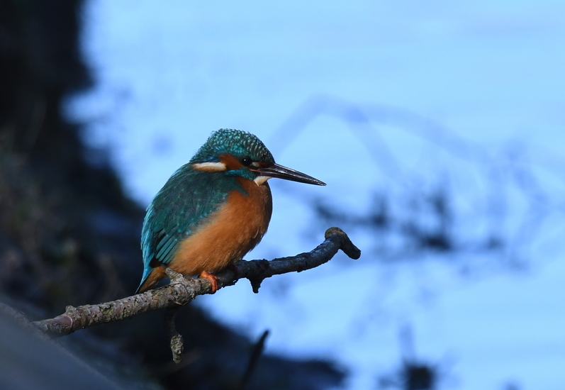 IJsvogeltje (Alcedo atthis).