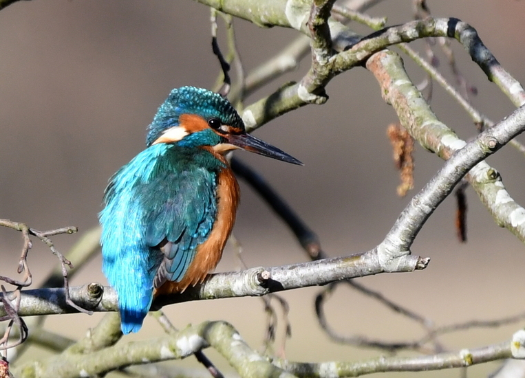 IJsvogeltje (Alcedo atthis).