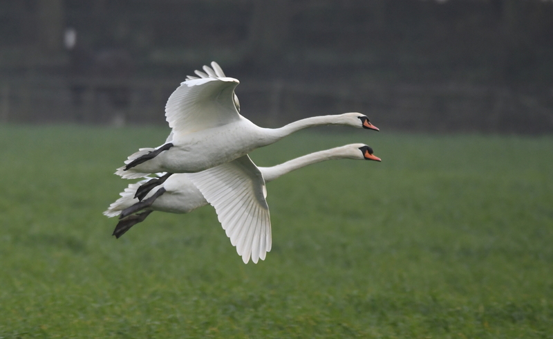 Knobbelzwaan (Cygnus olor).