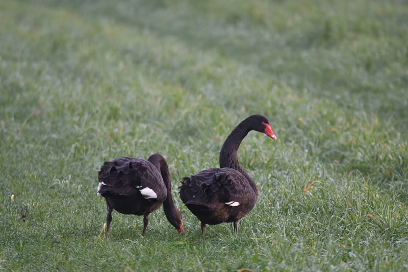 Zwarte zwaan (Cygnus atratus).