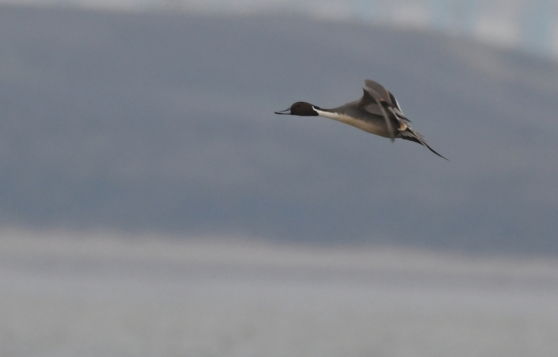 Pijlstaart (Anas acuta).