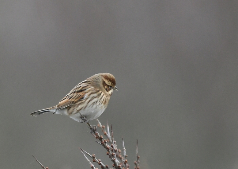 Rietgors (Emberiza schoeniclus).