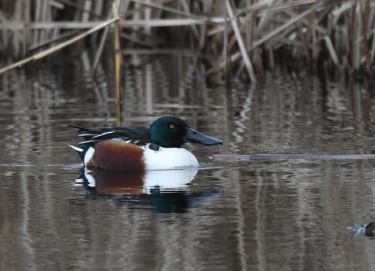 Slobeend (Spatula clypeata).