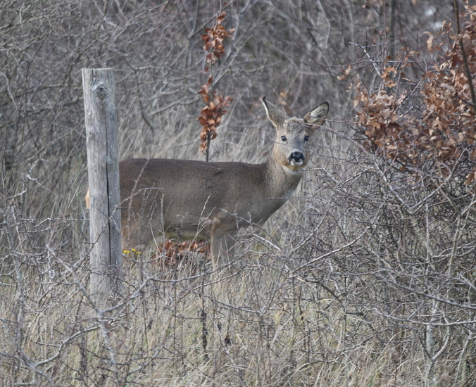 Ree (Capreolus capreolus).
