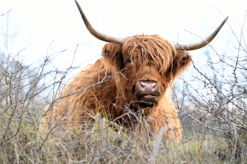 Schotse hooglander .