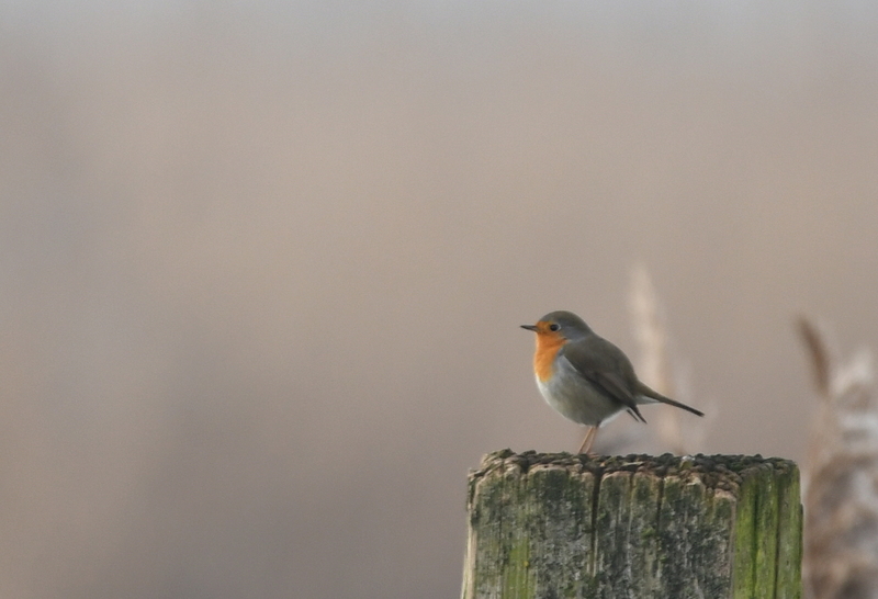Roodborstje (Erithacus rubecula).