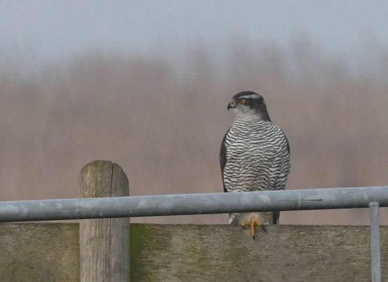 Havik (Accipiter gentilis).