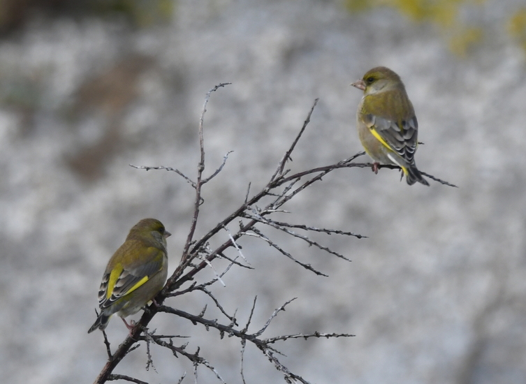 Groenling (Chloris chloris).