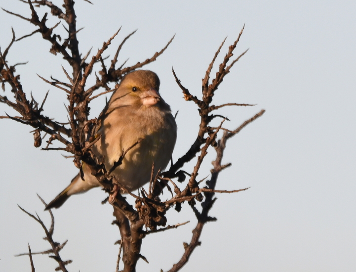 Groenling (Chloris chloris).