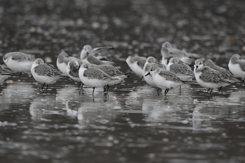 Drieteenstrandloper (Calidris alba).