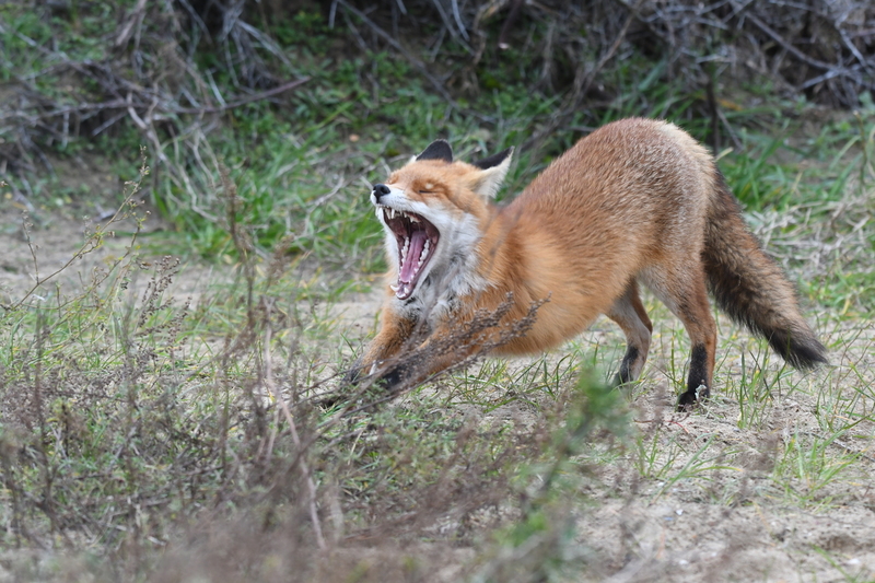 Vos (Vulpes vulpes).