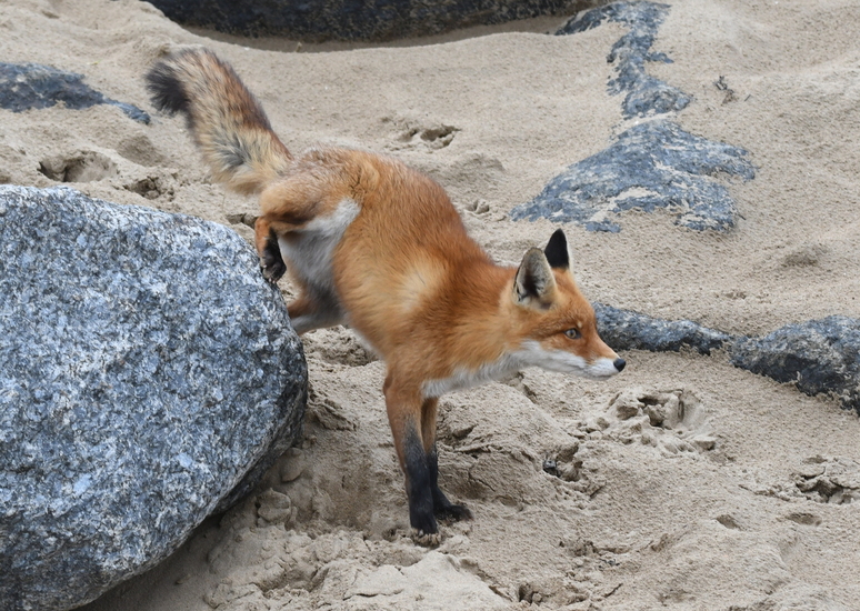 Vos (Vulpes vulpes).