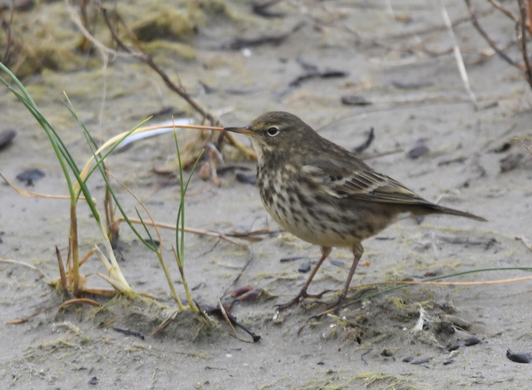 Oeverpieper (Anthus petrosus).