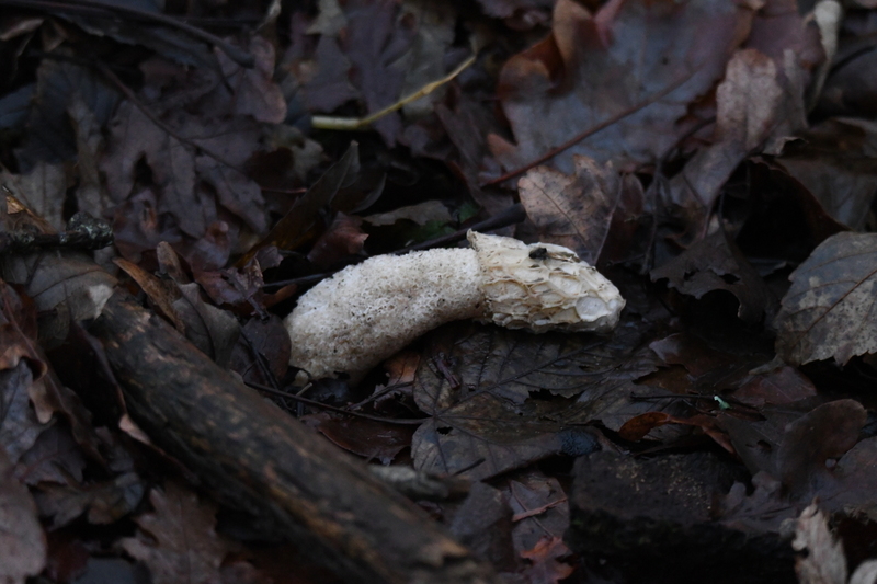 Grote stinkzwam (Phallus impudicus).