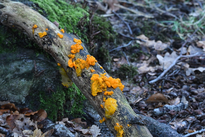 Gele trilzwam (Tremella mesenterica).
