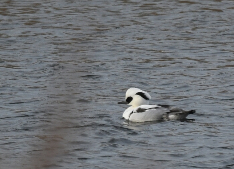 Nonnetje (Mergellus albellus).