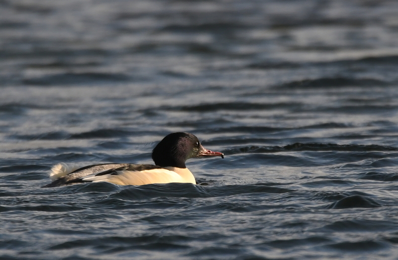 Grote zaagbek (Mergus merganser).
