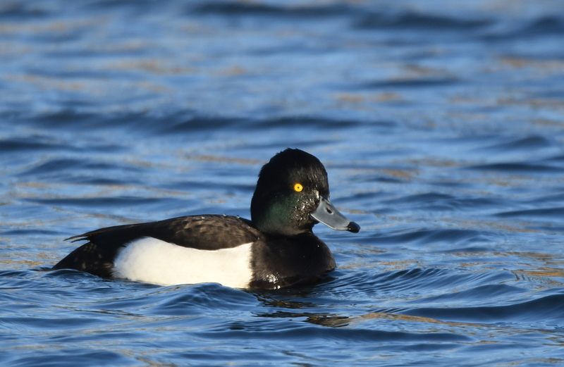 Kuifeend (Aythya fuligula).