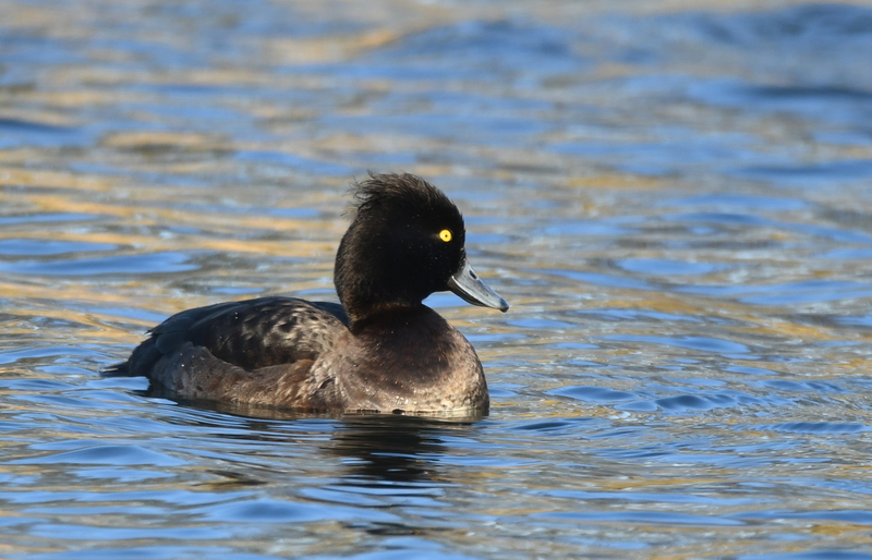 Kuifeend (Aythya fuligula).