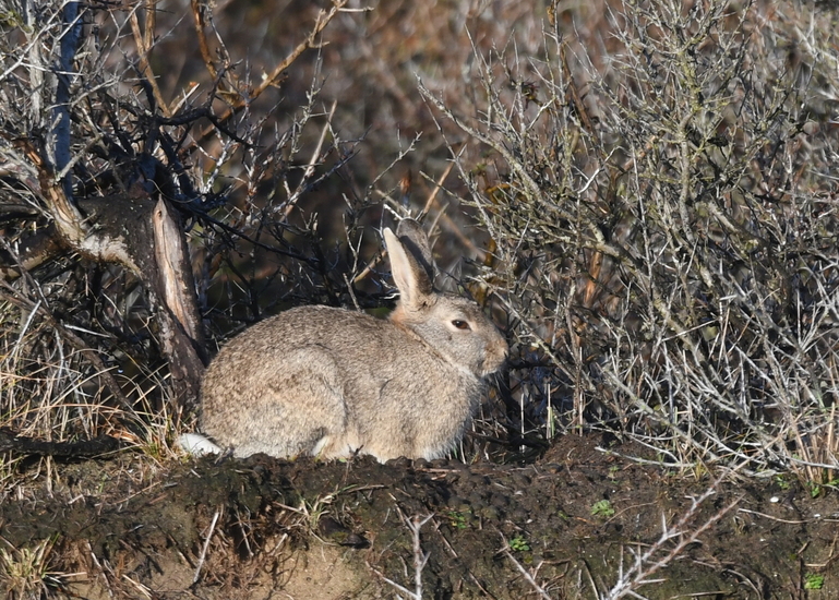 Konijn (Oryctolagus cuniculus).