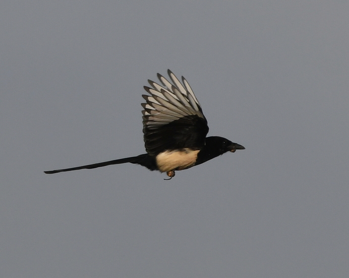 Ekster (Pica pica) .