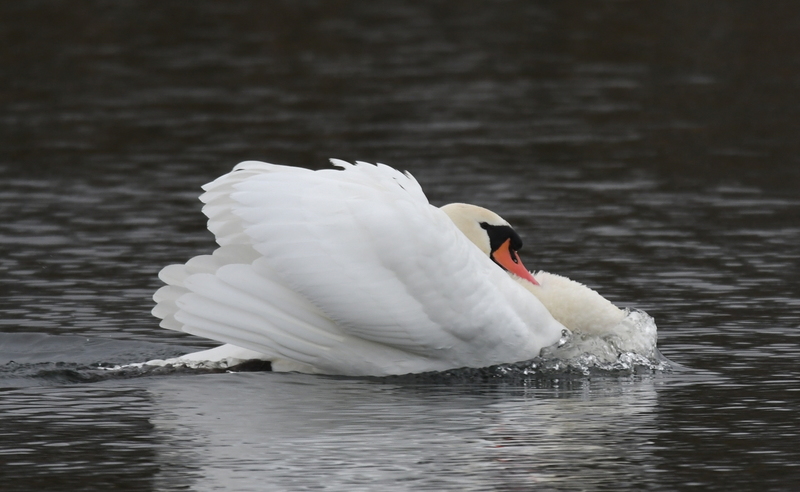 Knobbel zwaan (Cygnus olor).