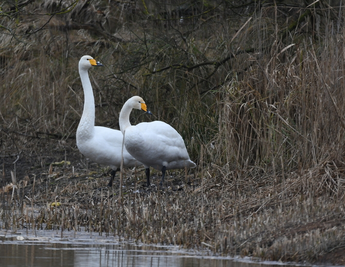 Wilde zwaan (Cygnus cygnus).