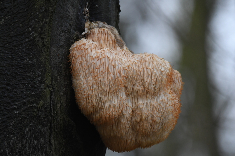 Pruikzwam (Hericium erinaceus).