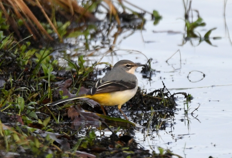 Grote gele kwikstaart (Motacilla cinerea).