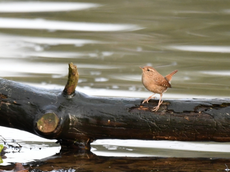 Winterkoninkje (Troglodytes troglodytes).