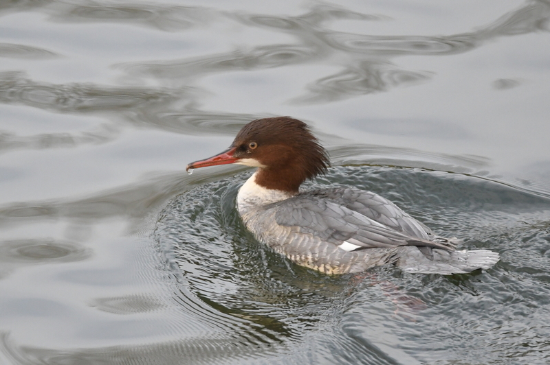 Grote zaagbek (Mergus merganser).