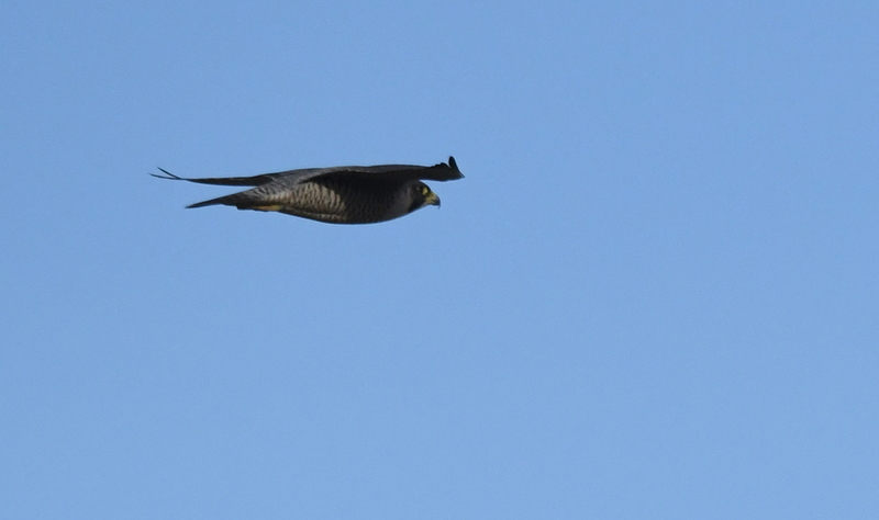 Slechtvalk (Falco peregrinus).