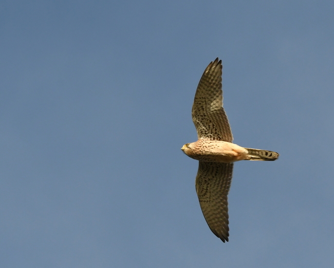 Torenvalkje (Falco tinnunculus).