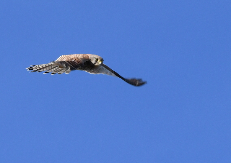 Torenvalkje (Falco tinnunculus).