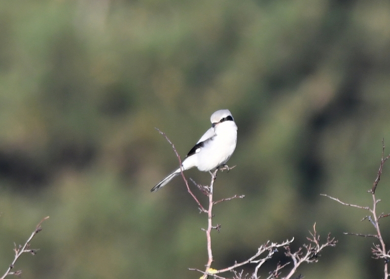 Klapekster (Lanius excubitor).
