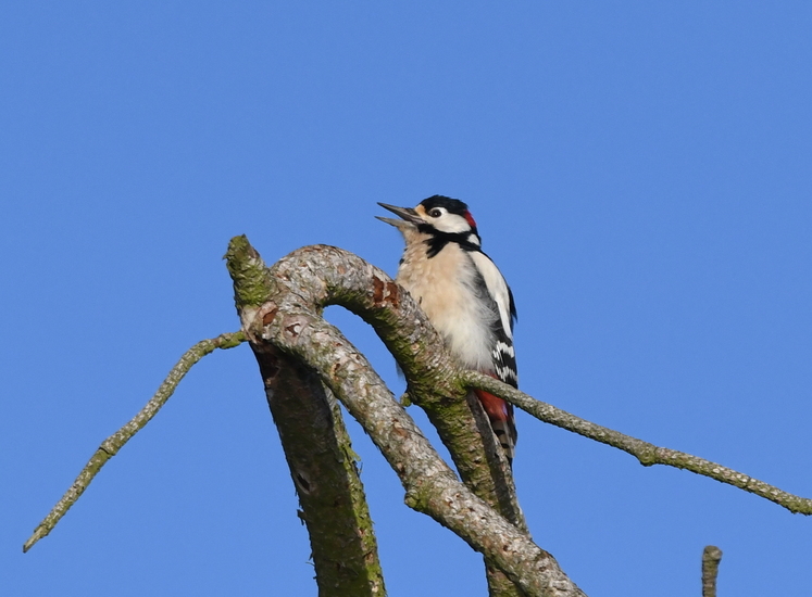 Grote bonte specht (Dendrocopos major).